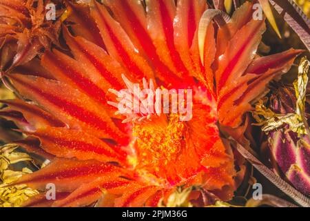 Fishhook Barrel Cactus Blooming, Desert Botanical Garden, Phoenix, Arizona. Stockfoto