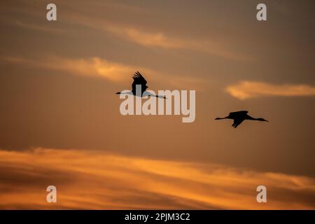 Drei Sandhügelkräne, die sich für die Nacht eingewöhnen. Stockfoto