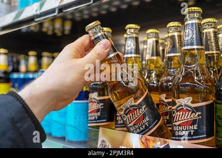Miller-Bierflaschen in Regalen in einem Supermarkt. Der Käufer nimmt Miller-Bier. Die Hand hält Miller-Bier. Minsk, Belarus, 2023 Stockfoto