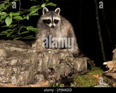 Waschbär, Pennsylvania, USA Stockfoto