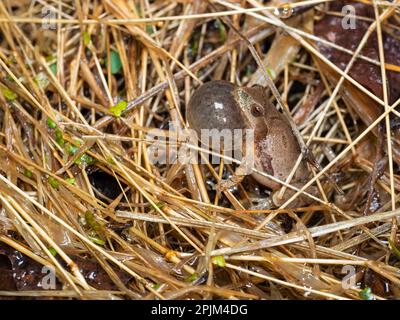 Frühjahrspießer ruft, Pennsylvania, USA Stockfoto