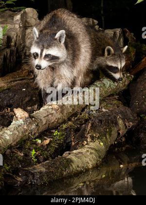 Waschbär, Pennsylvania, USA Stockfoto