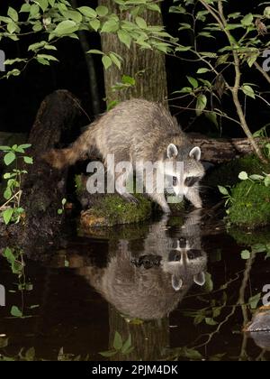 Waschbär, Pennsylvania, USA Stockfoto