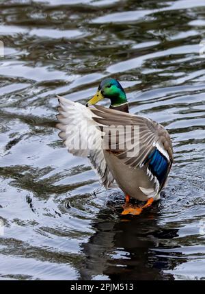 USA, Washington State, Sammamish. Yellow Lake mit männlicher drake-Stockente. Stockfoto