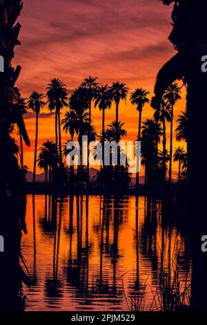 Eine vertikale Aufnahme von Palmensilhouetten, die sich auf dem Wasser im Papago Park, Arizona, spiegeln Stockfoto