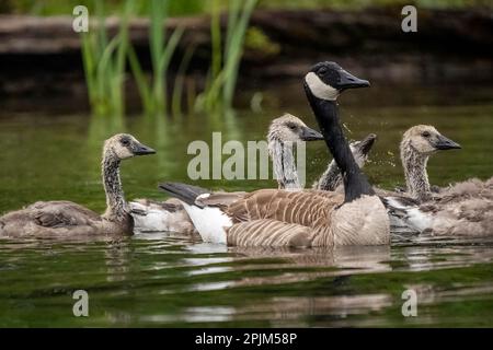 Issaquah, Staat Washington, USA. Kanada-Gänse für Erwachsene und Jugendliche im Lake Sammamish State Park. Stockfoto