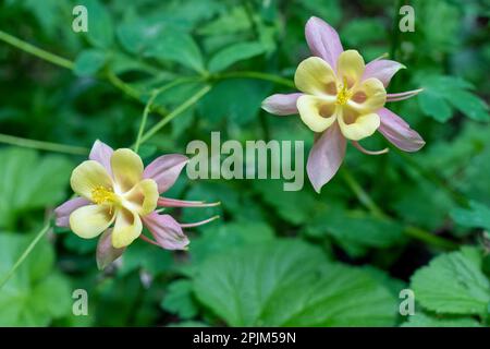 Issaquah, Bundesstaat Washington, USA. Aquilegia „Swan Pink and Yellow“ Kolumbinenblüten. Stockfoto