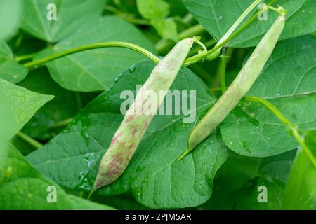 Issaquah, Bundesstaat Washington, USA. Drachenzunge, Buschbohnenpflanze. Stockfoto