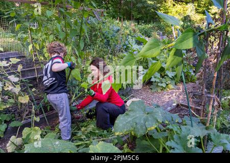 Issaquah, Bundesstaat Washington, USA. Frau und ihr 7-jähriger Sohn ernten Jerusalem Artichoke. Stockfoto