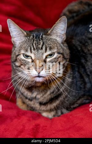 Issaquah, Bundesstaat Washington, USA. Zehn Jahre alte amerikanische kurzhaarige Katze. Stockfoto