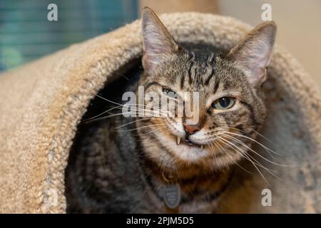 Issaquah, Bundesstaat Washington, USA. Zehn Jahre alte amerikanische kurzhaarige Katze. Stockfoto