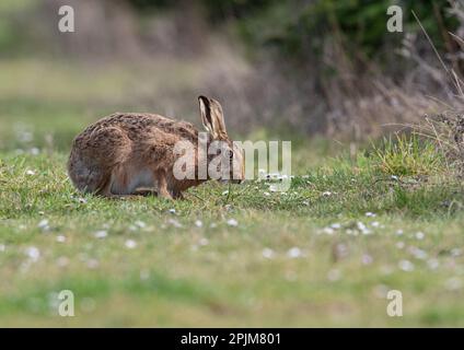 Eine detaillierte Nahaufnahme eines wilden Braunhaars (Lepus europaeus) mit großen Ohren, die zwischen den Gänseblümchen am Waldrand weiden. Suffolk, Großbritannien. Stockfoto