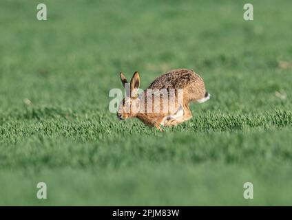 Ein Braunhaar ( Lepus europaeus), der sich über die Bauernernernte beschleunigt, zeigt Geschwindigkeit, wie er sich bewegt, lange Beine und flexible Wirbelsäule. Suffolk, Großbritannien Stockfoto