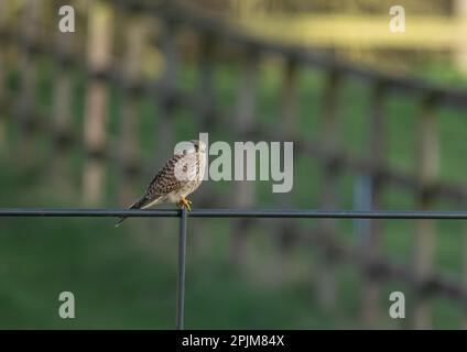 Ein klares Bild eines wunderschönen weiblichen Kestrel ( Falco tinnunculus), der in der Sonne auf einem Zaun sitzt und die Wiese Suffolk, Großbritannien, bewundert. Stockfoto