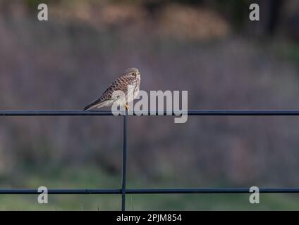 Ein klares Bild eines wunderschönen weiblichen Kestrel ( Falco Tinnunculus), der auf einem Zaun sitzt und die Wiese für mögliche Snacks überwacht. Suffolk, Großbritannien. Stockfoto