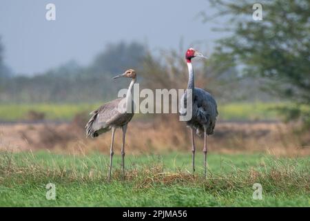 Sarus Crane (Antigone antigone), ein großer nicht wandernder Kran und höchster fliegender Vogel, beobachtet in der Nähe von Nalsarovar in Gujarat, Indien Stockfoto