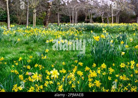 Narzissen in einem öffentlichen Park mit Bäumen. Gelbe Blüten im Frühling mit Vordergrundfokus. Kelsey Park, Beckenham, Kent, Großbritannien. Stockfoto