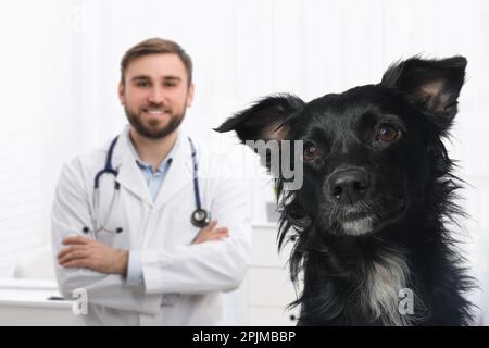 Tierarzt-Arzt mit niedlichem Hund in der Klinik Stockfoto