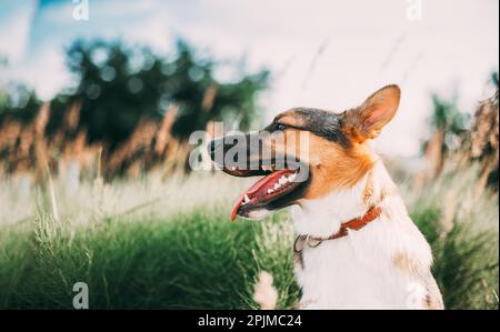 Nahaufnahme Porträt Des Lustigen Mischhundes, Der In Grünem Gras Spielt. Malerische Aussicht, Helle Sonnenbalken. Sonnenschein Mit Sonnenstrahlen Stockfoto