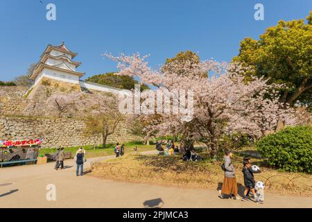 Hitsujisaru Yagura, Turm, einer von zwei, in der Burg Akashi in Japan im Frühling mit Kirschblüten in voller Blüte. Klarer blauer Himmelshintergrund. Stockfoto