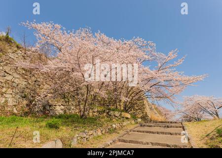 Akashi, Japan, 03. April 2923. Die Kirschblüten waren heute Nachmittag noch in voller Blüte im Akashi Castl Park, aber da es ein Arbeitstag ist, waren die Menschen viel weniger als am Wochenende. Credit-Malcolm Fairman/Alamy Live News. Stockfoto