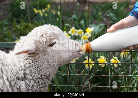 Mann füttert Lamm mit Milch auf dem Hof, Nahaufnahme Stockfoto