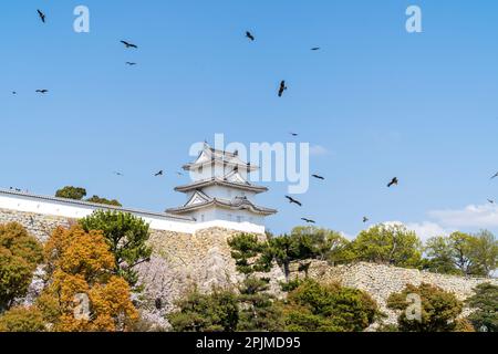 Der Tatsumi-Yagura-Turm und die Ishigaki-Steinmauer am Schloss Akashi, umgeben von fliegenden schwarzen Drachen, Milvus migrans, die sich im Frühling oft um das Schloss versammeln. Klarer blauer Himmel. Stockfoto