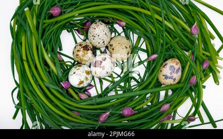 Grüne Zwiebeln mit rosa Knospen sind in Form eines Nestes angelegt, in dem Wachteleier liegen. Bio-Osterkonzept. Stockfoto