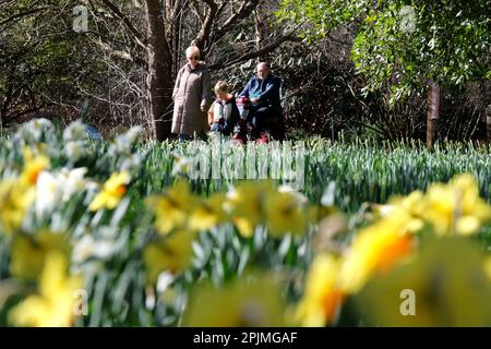 Edinburgh, Schottland, Großbritannien. 3. April 2023 Der Sonnenschein im Frühling zieht Besucher in den Royal Botanic Garden. Kredit: Craig Brown/Alamy Live News Stockfoto