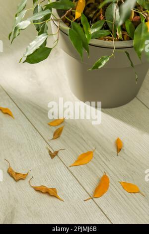 Heruntergefallene gelbe Blätter auf dem Boden in der Nähe von Hauspflanzen in Innenräumen Stockfoto