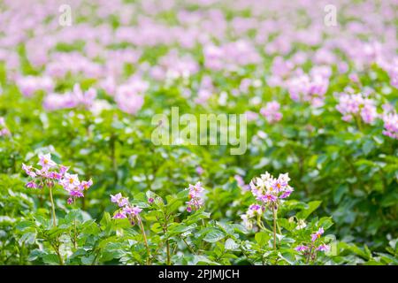 Ein blühendes Kartoffelfeld. Fokus im Vordergrund. Stockfoto