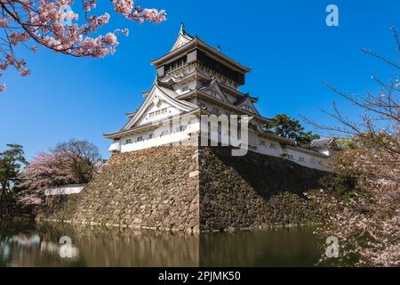 Kirschblüte im Kokura Castle in Kitakyushu, Fukuoka, Japan. Stockfoto