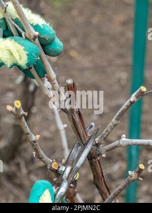 Nahaufnahme eines Winzers, der mit der Hand ein Weingut mit einer professionellen Stahlschere schneidet, traditionelle Landwirtschaft Stockfoto