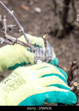 Nahaufnahme eines Winzers, der mit der Hand ein Weingut mit einer professionellen Stahlschere schneidet, traditionelle Landwirtschaft Stockfoto