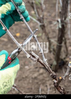 Nahaufnahme eines Winzers, der mit der Hand ein Weingut mit einer professionellen Stahlschere schneidet, traditionelle Landwirtschaft Stockfoto