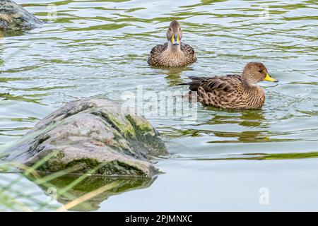 Kleine, gesprenkelte, überwiegend braune Scharfschwanzenten (Anas georgica) schwimmen im Wasser eines Sees in Südgeorgien Stockfoto