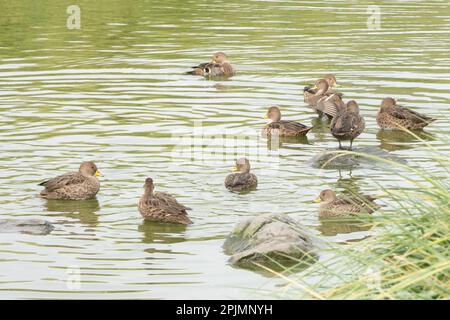 Kleine, gesprenkelte, überwiegend braune Scharfschwanzenten (Anas georgica) schwimmen im Wasser eines Sees in Südgeorgien Stockfoto