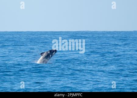 Südlicher Rechtwal (Eubalaena australis) springt aus dem Meer Stockfoto