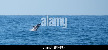Südlicher Rechtwal (Eubalaena australis) springt aus dem Meer Stockfoto