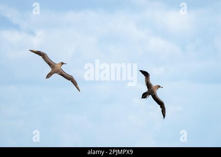 Dunkles Albatross (Phoebetria fusca) ein rußiger schwarzer Albatross mit charakteristisch langen, schmalen Flügeln und einem schmal verjüngenden Schwanz gleitet elegant über Stockfoto