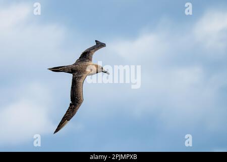 Dunkles Albatross (Phoebetria fusca) ein rußiger schwarzer Albatross mit charakteristisch langen, schmalen Flügeln und einem schmal verjüngenden Schwanz gleitet elegant über Stockfoto