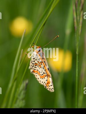 Brauner Schmetterling landete auf einem Grasstrich, Nahaufnahme eines Schmetterlings auf grünem, verschwommenem Hintergrund Stockfoto