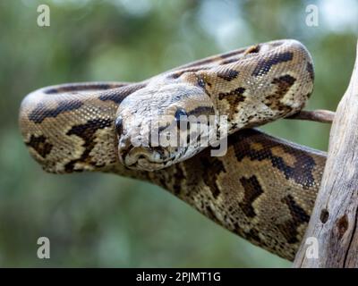 Eine Nahaufnahme einer zentralafrikanischen Felspython auf einem Feld mit verschwommenem Hintergrund Stockfoto