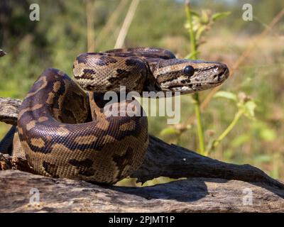 Eine Nahaufnahme einer zentralafrikanischen Felspython auf einem Feld mit verschwommenem Hintergrund Stockfoto