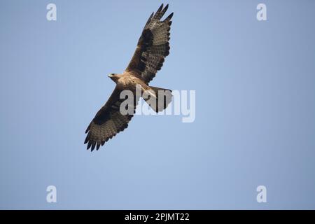 Bonelli-Adler (Aquila fasciata) im Flug, satara maharashtra indien (1) Stockfoto