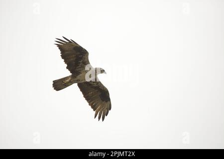 Bonelli-Adler (Aquila fasciata) im Flug, satara maharashtra indien (1) Stockfoto