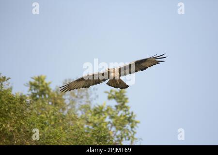 Bonelli-Adler (Aquila fasciata) im Flug, satara maharashtra indien (1) Stockfoto