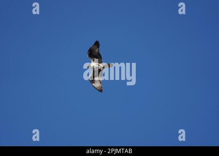 Bonelli-Adler (Aquila fasciata) im Flug, satara maharashtra indien (1) Stockfoto