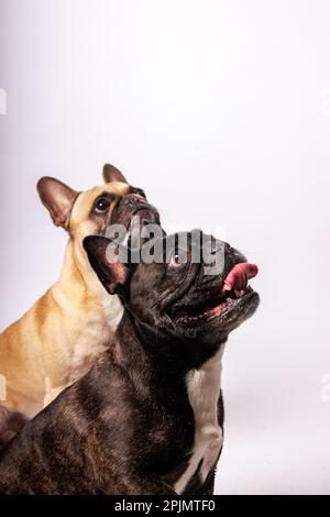 Süße französische Bulldoggen-Fotoshooting im Studio Stockfoto