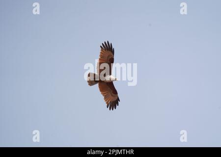 brahminydrachen (Haliastur indus) im Flug, satara maharashtra indien Stockfoto